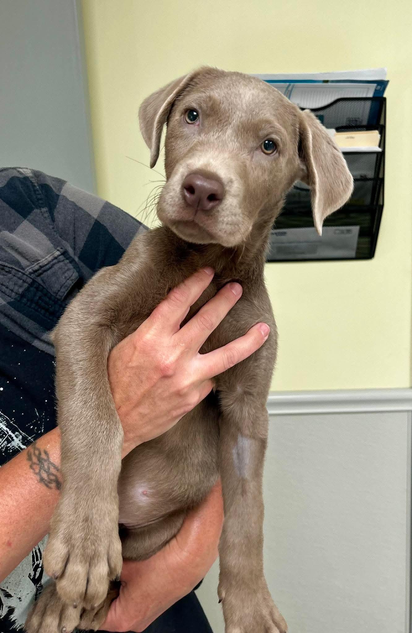 Zazu, adopted, Young Male Labrador Retriever.