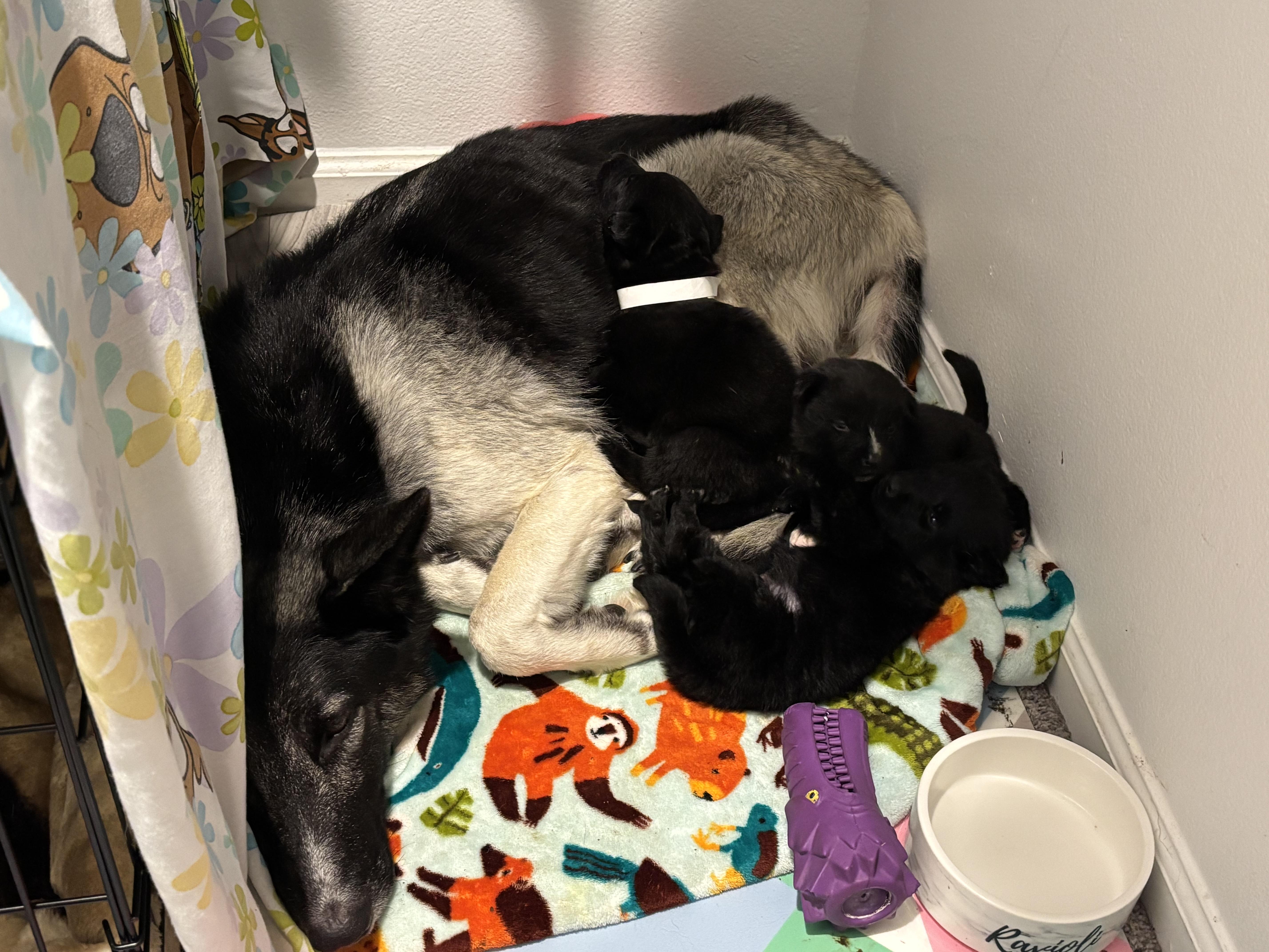 Enlarge Atlas, an adopted mixed breed in Tallahassee, FL image 4/5