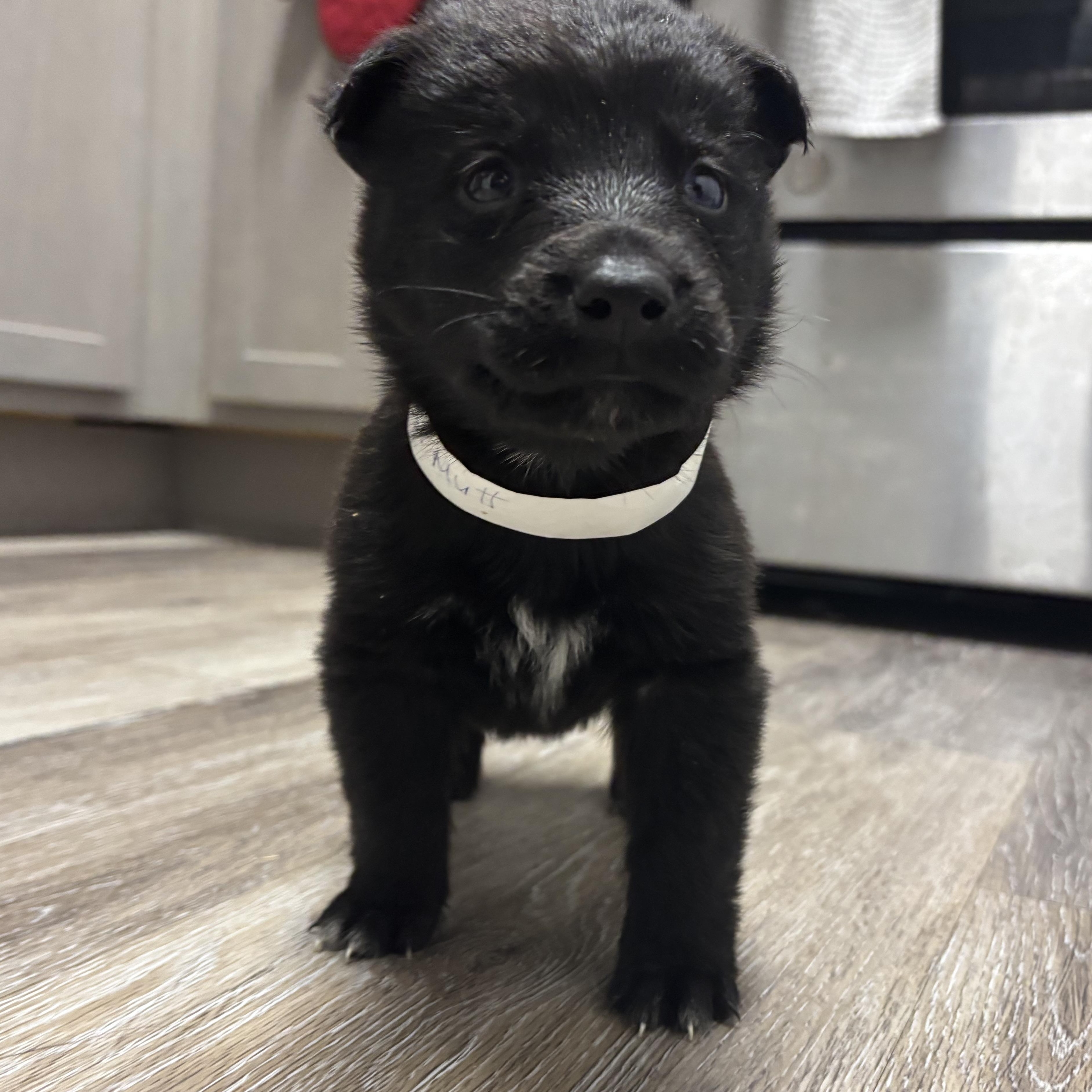 Enlarge Atlas, an adopted mixed breed in Tallahassee, FL image 2/5