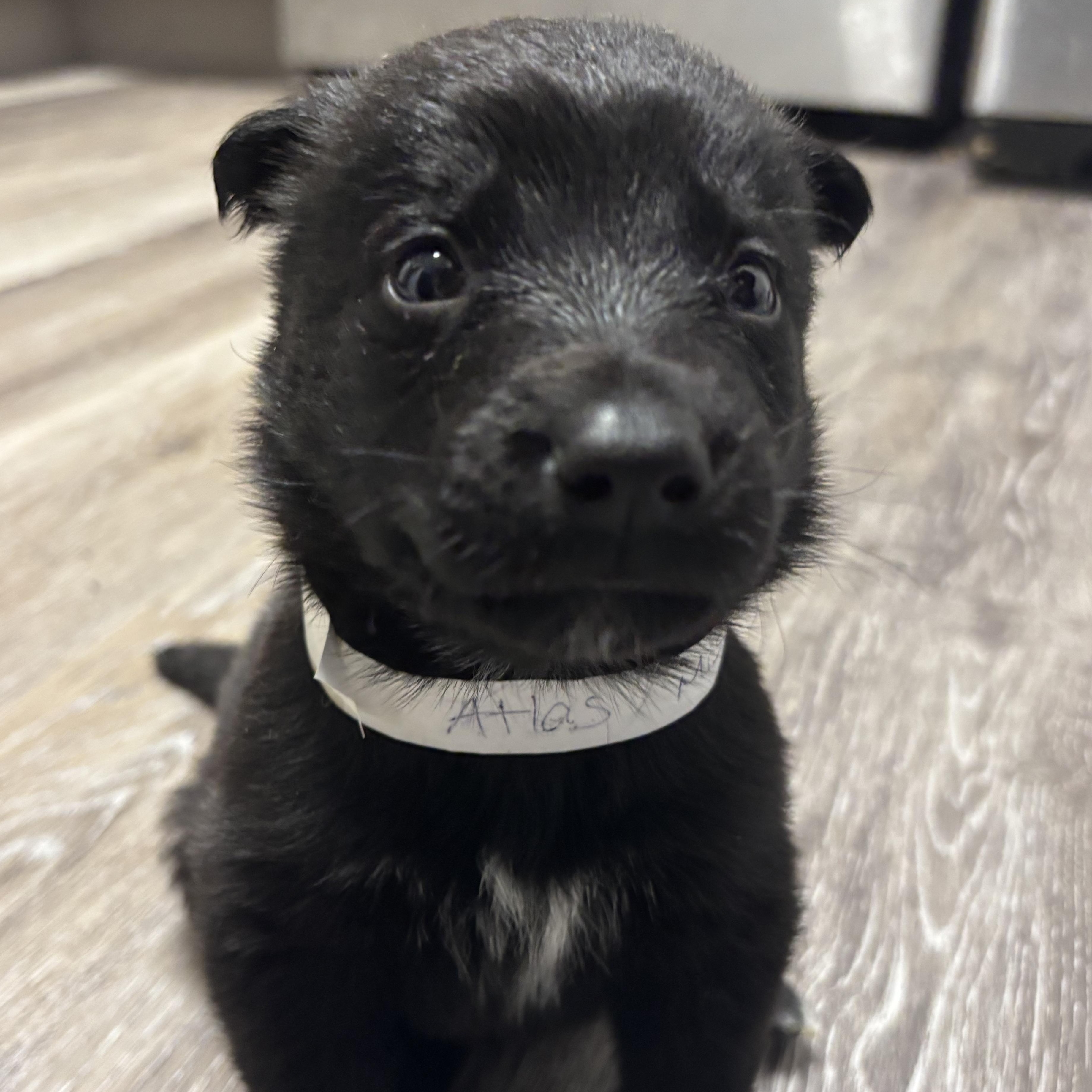 Enlarge Atlas, an adopted mixed breed in Tallahassee, FL image 1/5