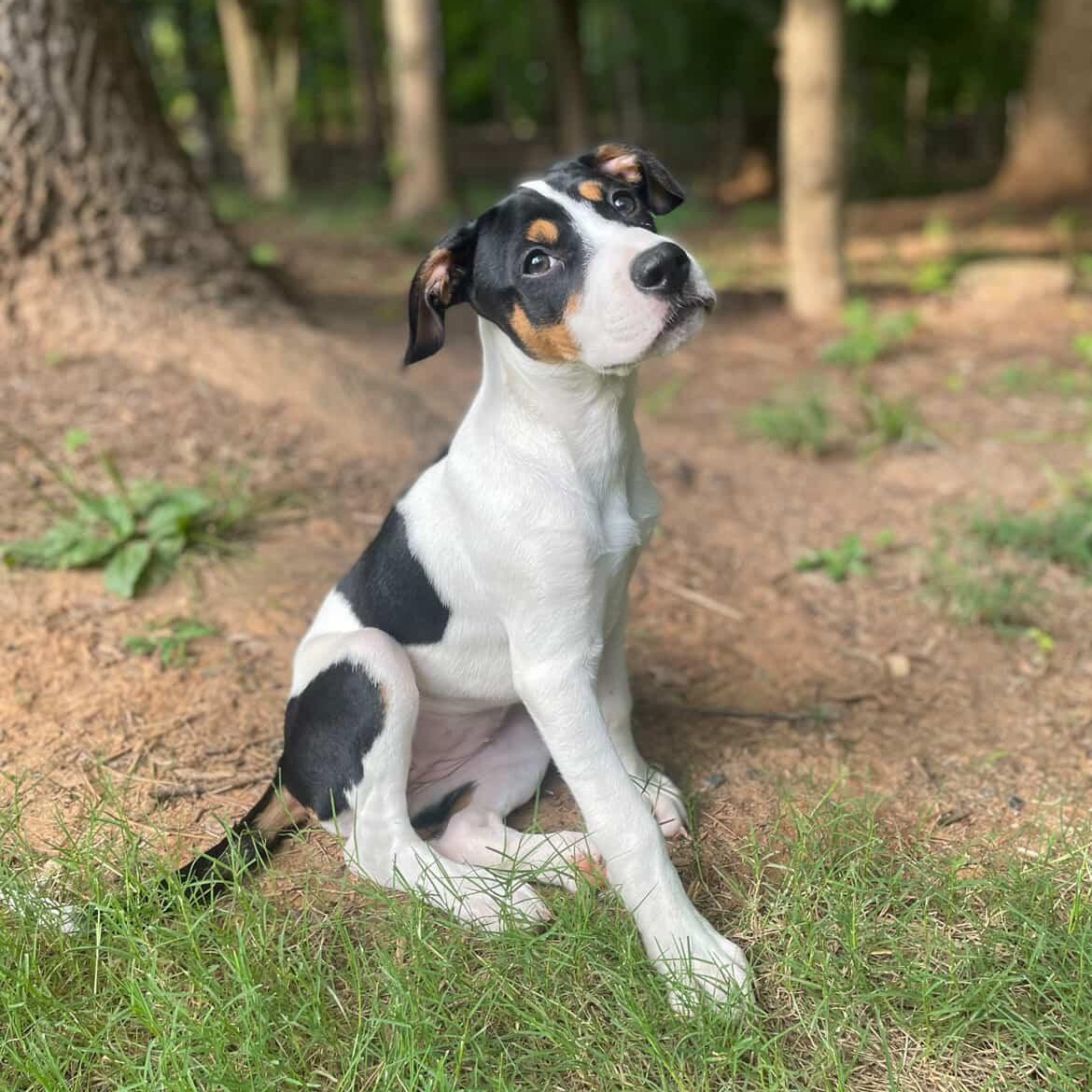 Enlarge Laverne, a ADOPTABLE mixed breed in Rock Hill, SC image 1/6