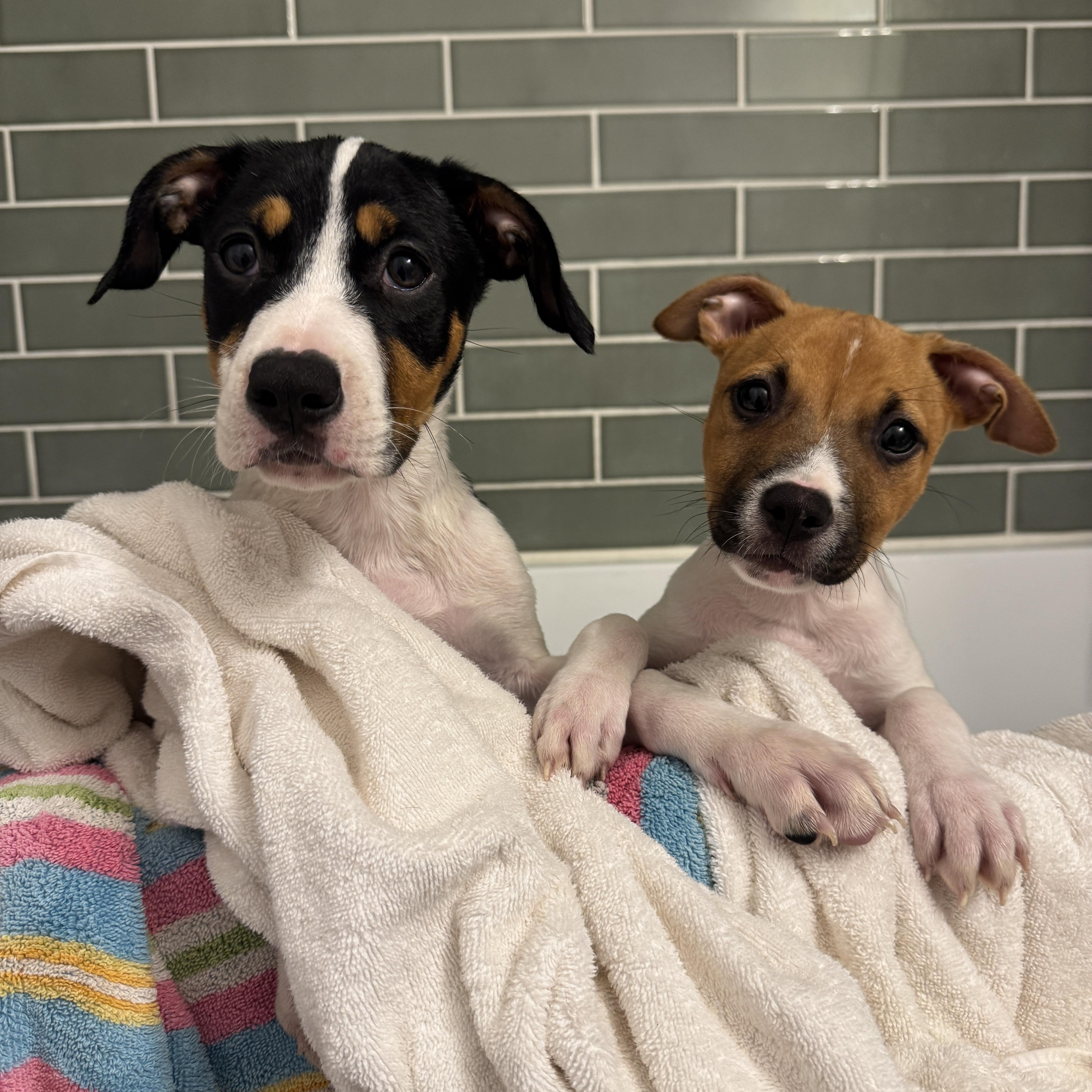 Enlarge Laverne, a ADOPTABLE mixed breed in Rock Hill, SC image 5/6