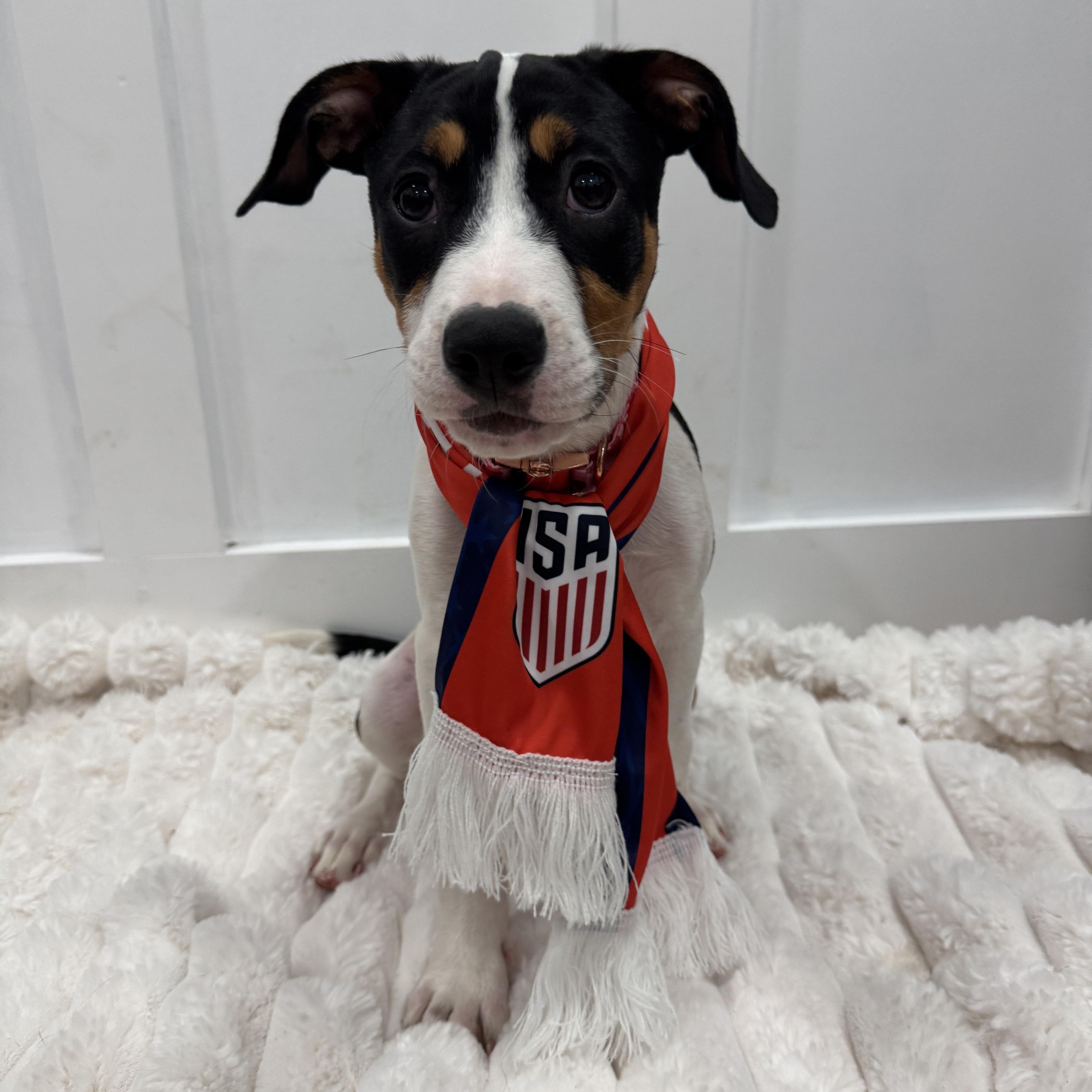 Enlarge Laverne, a ADOPTABLE mixed breed in Rock Hill, SC image 6/6