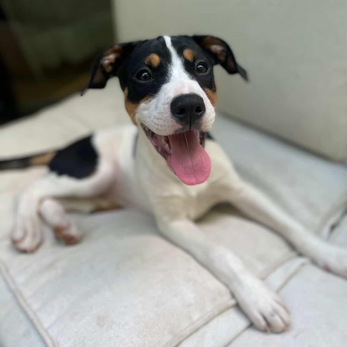 Enlarge Laverne, a ADOPTABLE mixed breed in Rock Hill, SC image 4/6