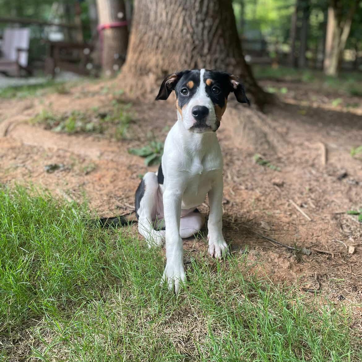 Enlarge Laverne, a ADOPTABLE mixed breed in Rock Hill, SC image 2/6