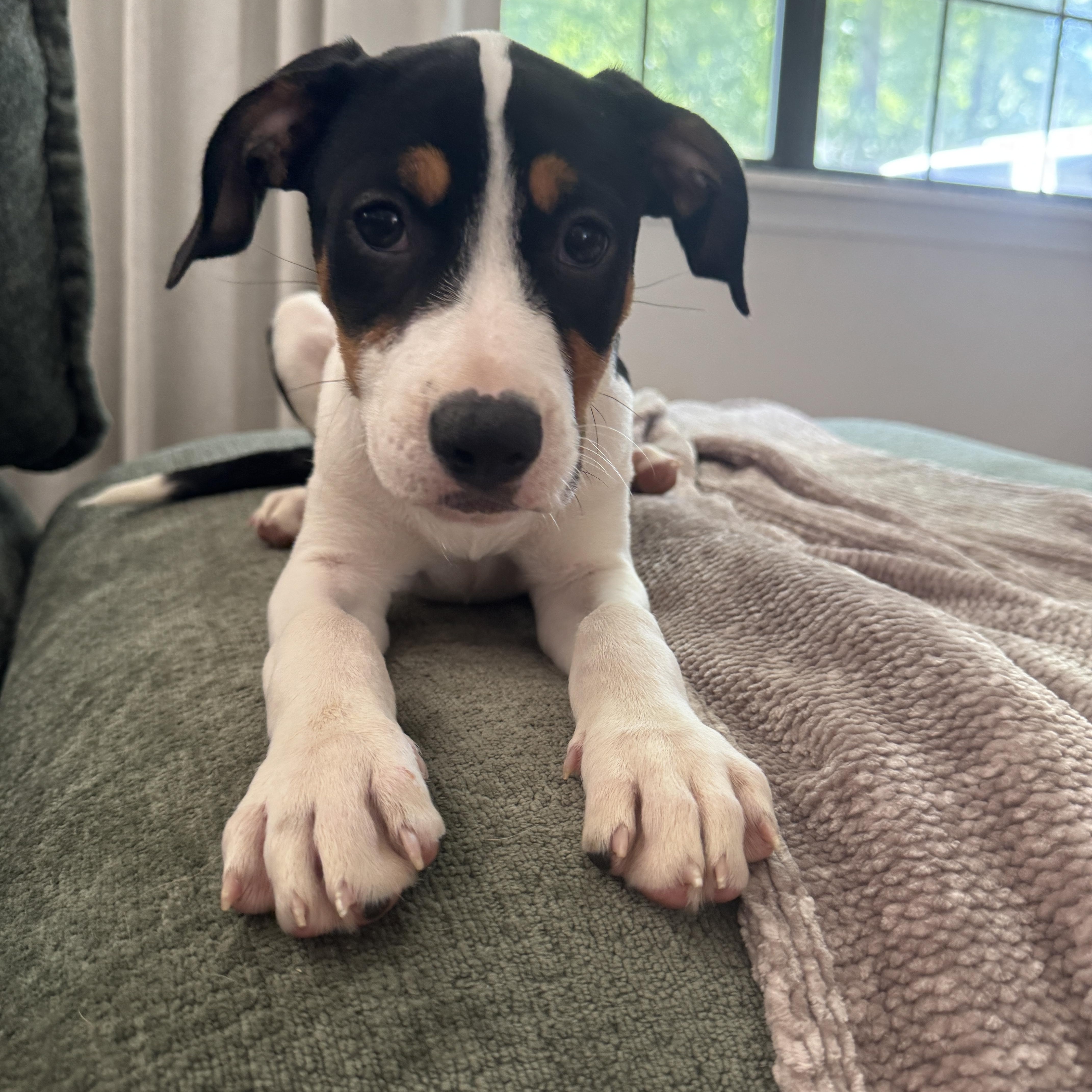 Enlarge Laverne, a ADOPTABLE mixed breed in Rock Hill, SC image 3/6