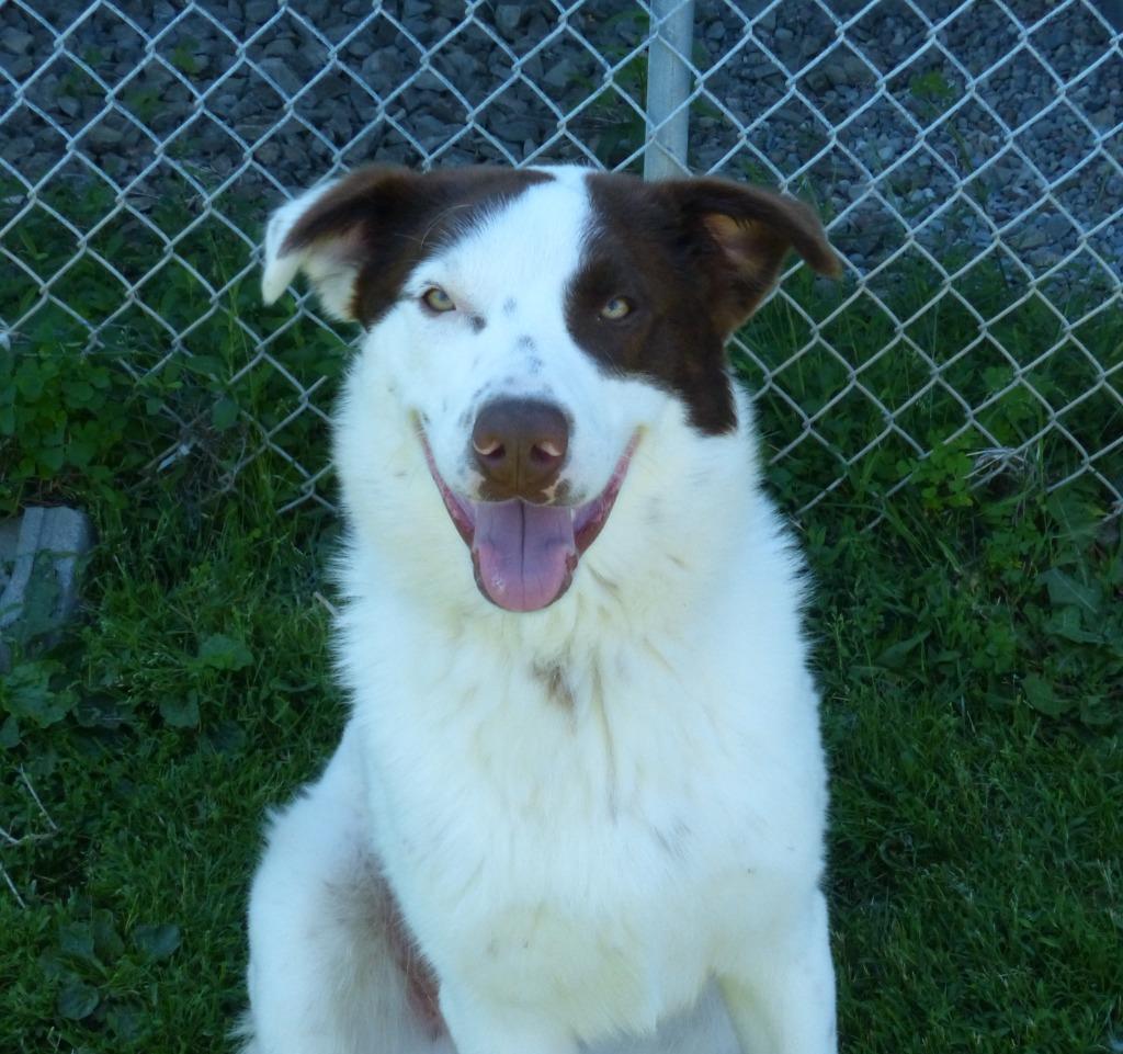 Enlarge Dax, a Adoptable mixed breed in Ogdensburg, NY image 1/6