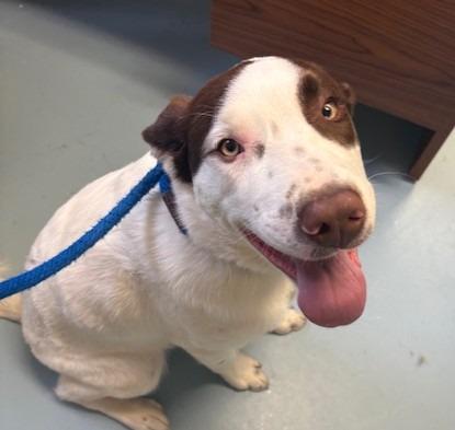 Enlarge Dax, a Adoptable mixed breed in Ogdensburg, NY image 1/3