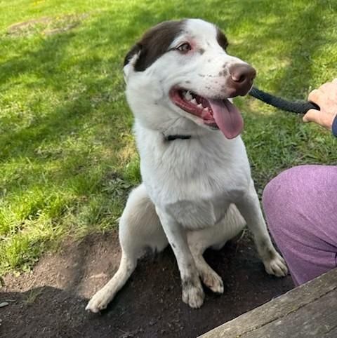 Dax, a Adoptable mixed breed in Ogdensburg, NY image 2/4