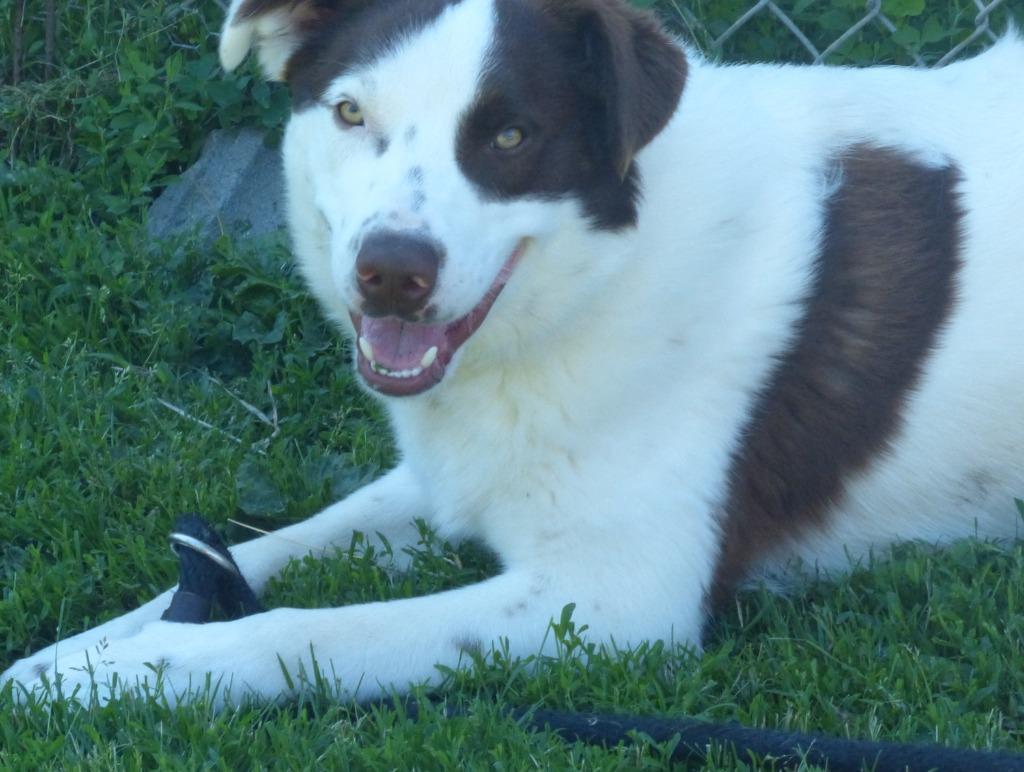 Enlarge Dax, a Adoptable mixed breed in Ogdensburg, NY image 4/6