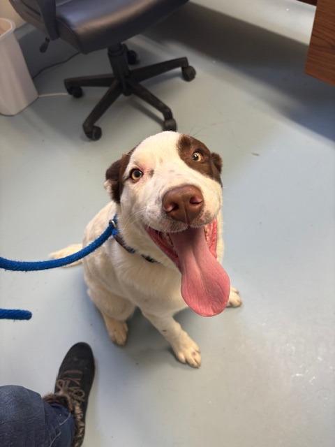 Enlarge Dax, a Adoptable mixed breed in Ogdensburg, NY image 2/3