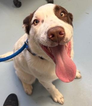 Enlarge Dax, a Adoptable mixed breed in Ogdensburg, NY image 3/3