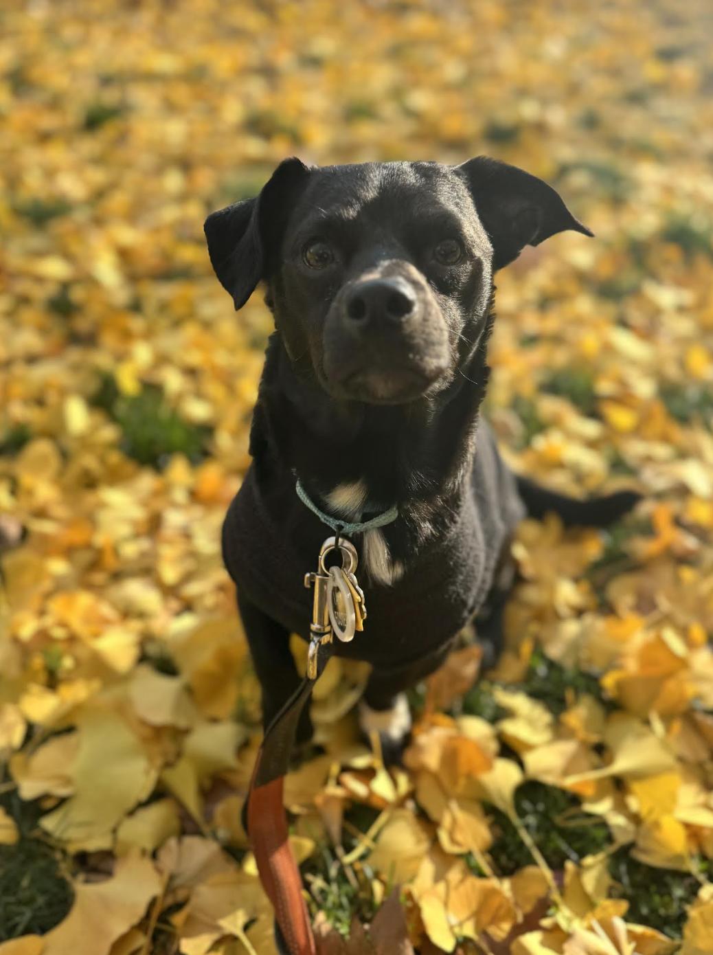 Coffee Buzz thumbnail 4