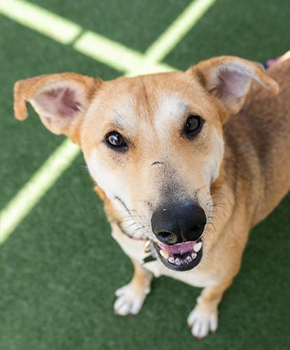 Remarkable Rusty, Adoptable, Young Male Shepherd.