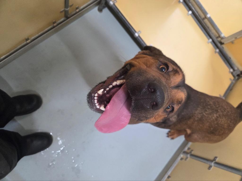 Matilda, Adoptable, Young Female Hound & Rottweiler.