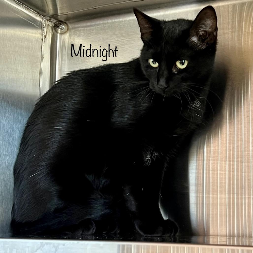 Midnight, Adoptable, Young Female Domestic Short Hair & Domestic Short Hair.