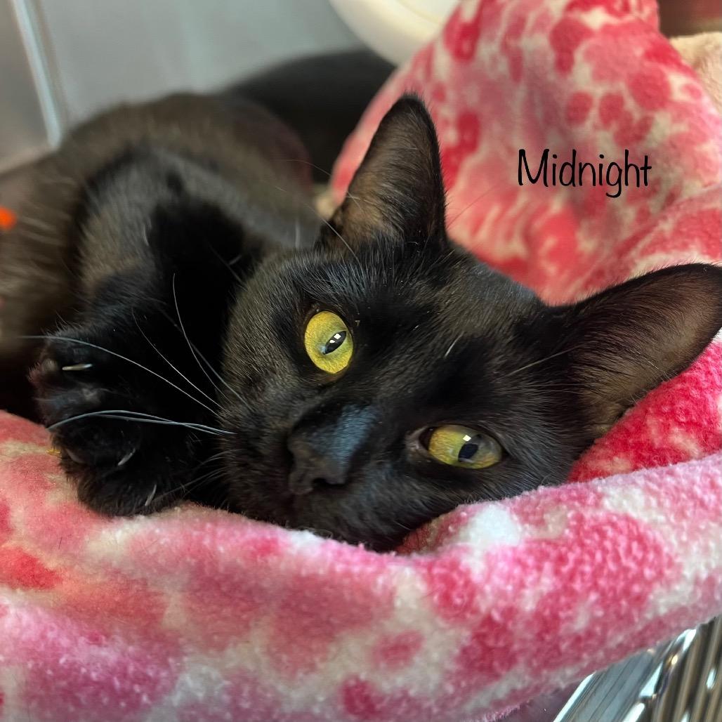Midnight, Adoptable, Young Female Domestic Short Hair & Domestic Short Hair.
