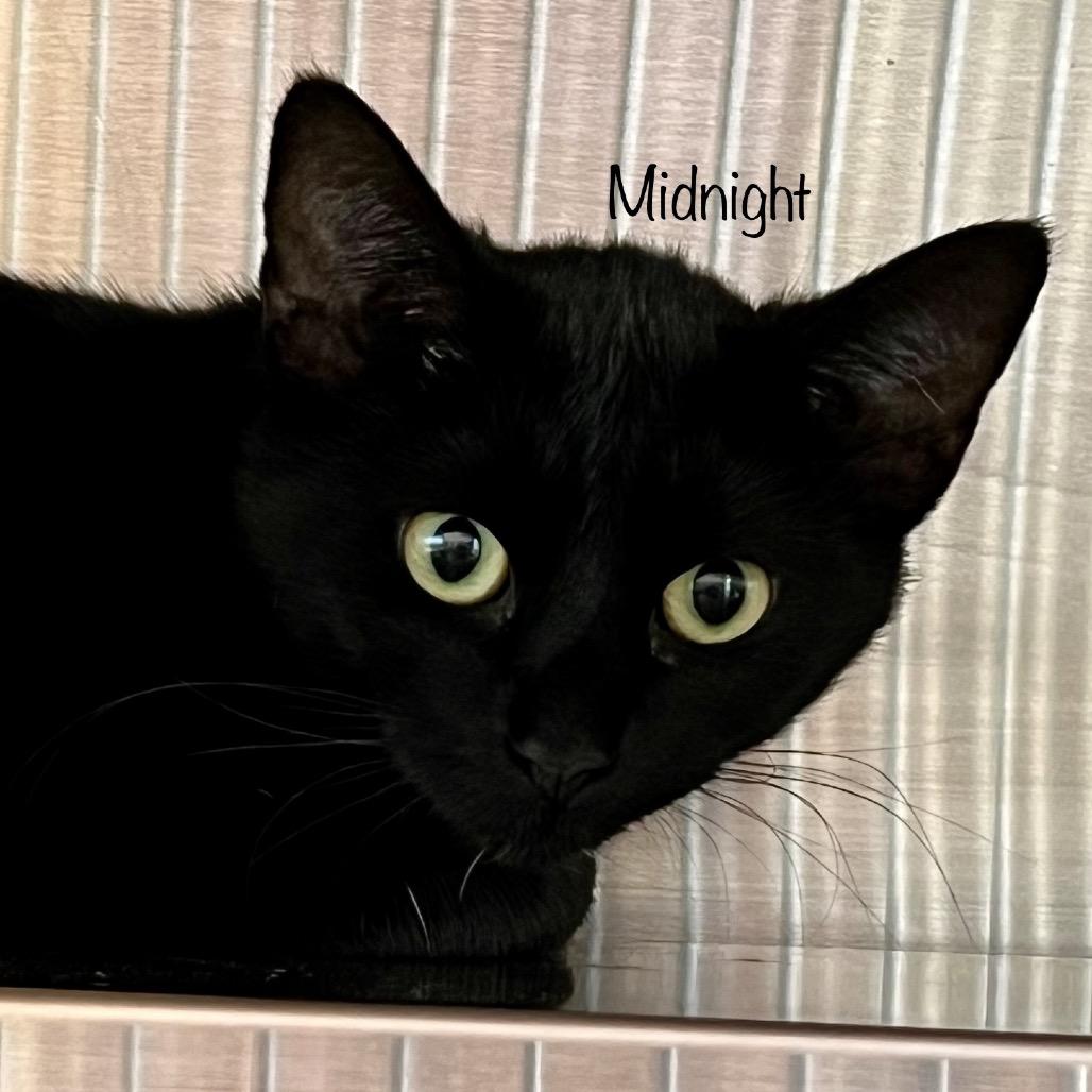 Midnight, a Adoptable mixed breed in Madisonville, TN image 2/4