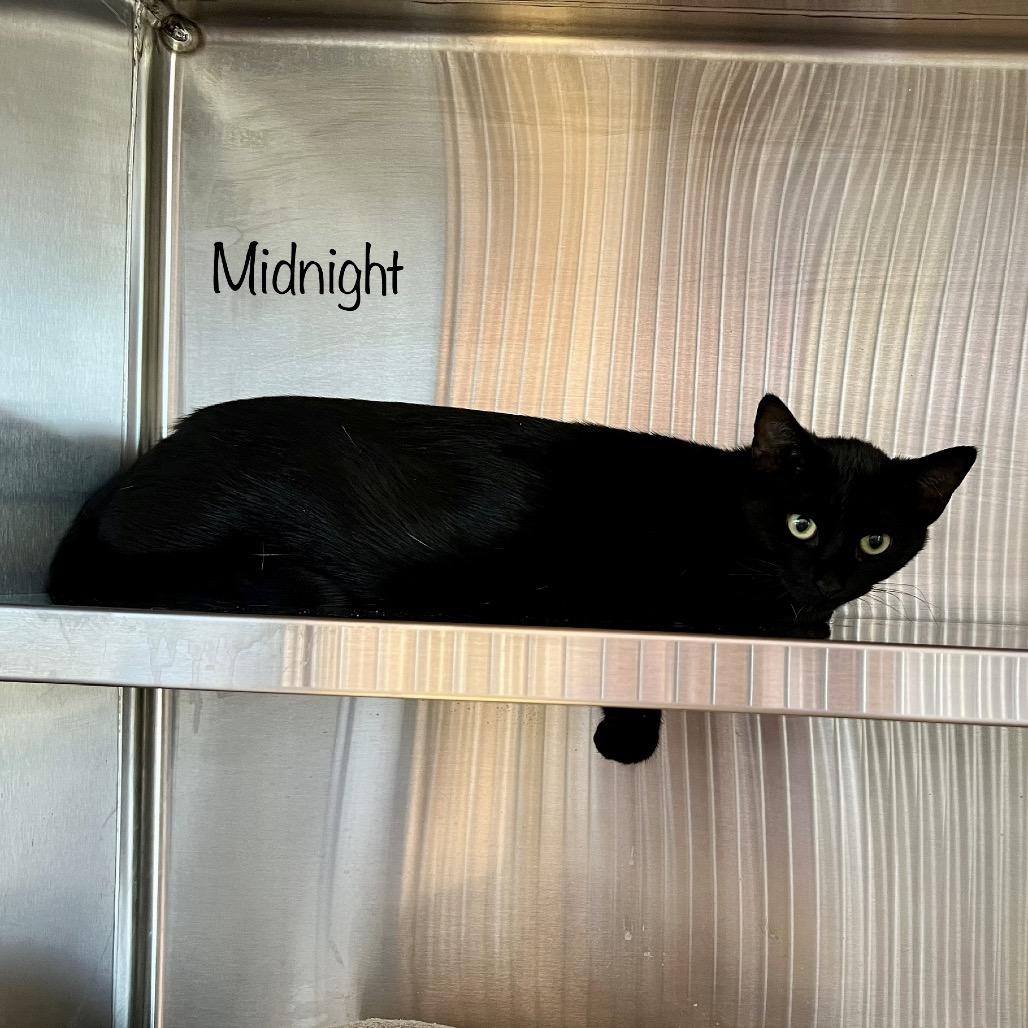 Midnight, a Adoptable mixed breed in Madisonville, TN image 3/4