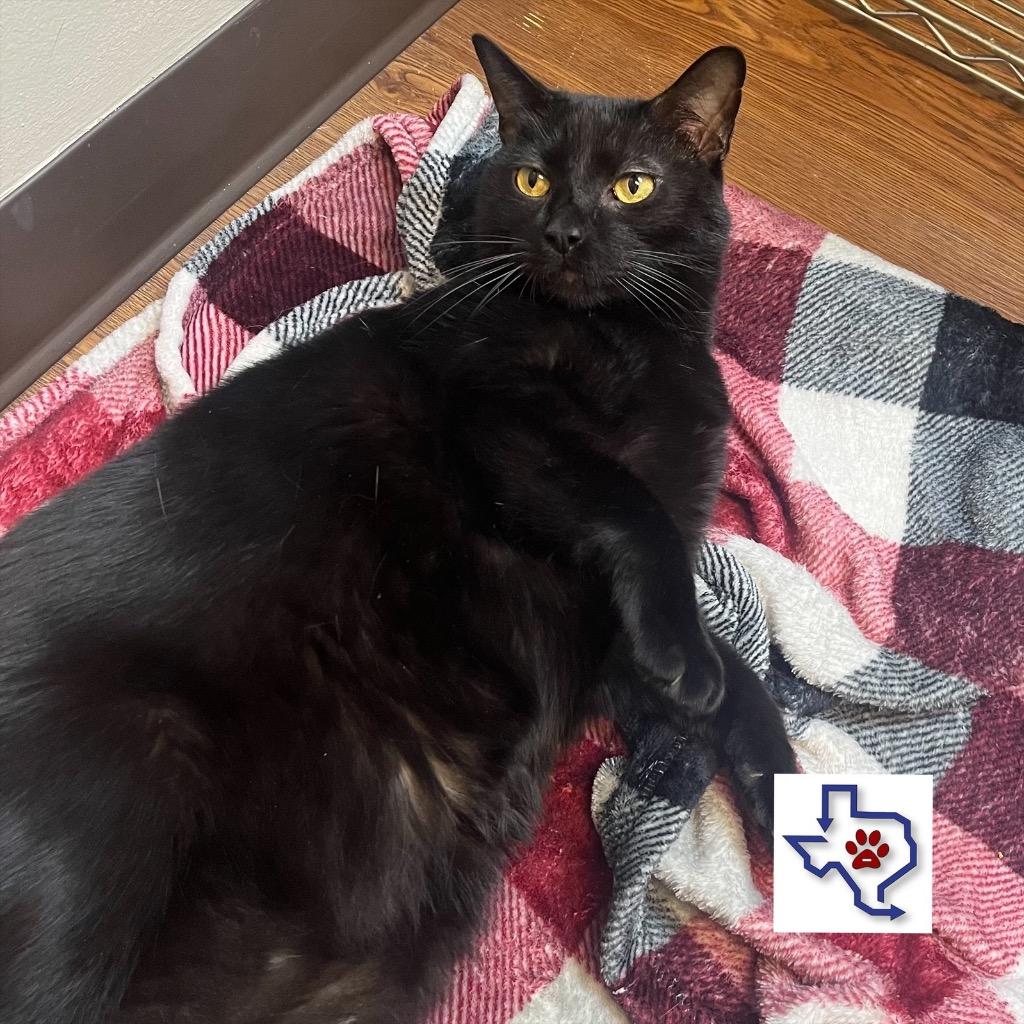 Stinky Pete, Adoptable, Adult Male Domestic Short Hair.