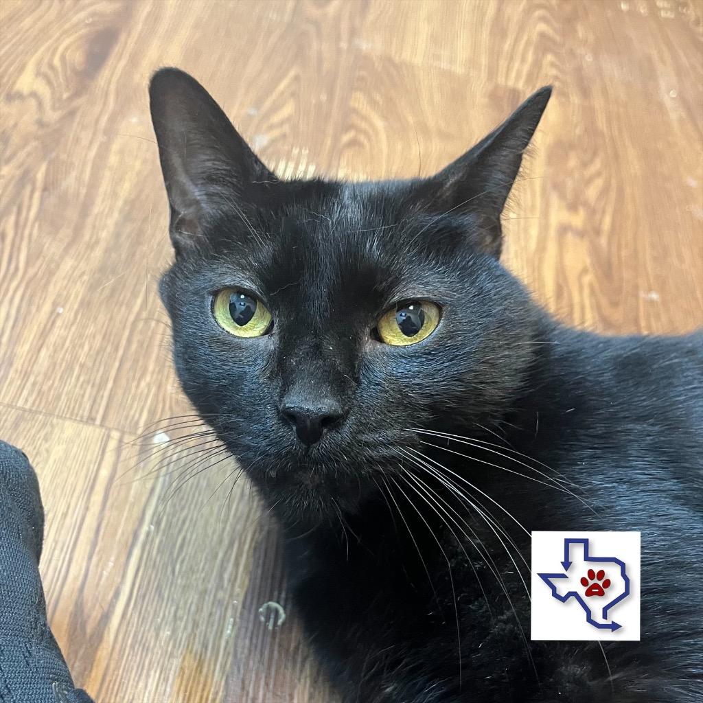 Stinky Pete, a Adoptable mixed breed in Houston, TX image 2/5