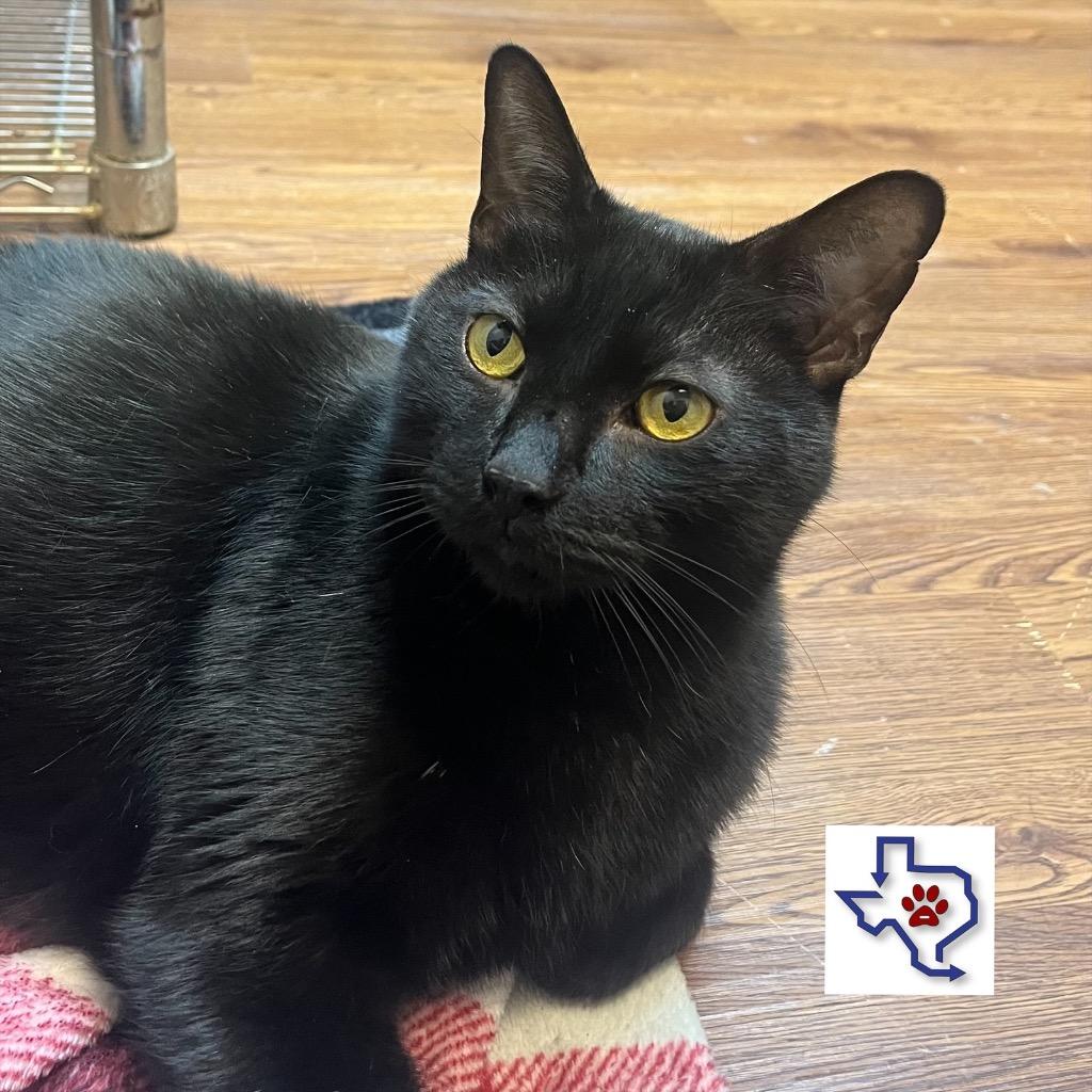 Stinky Pete, a Adoptable mixed breed in Houston, TX image 3/5