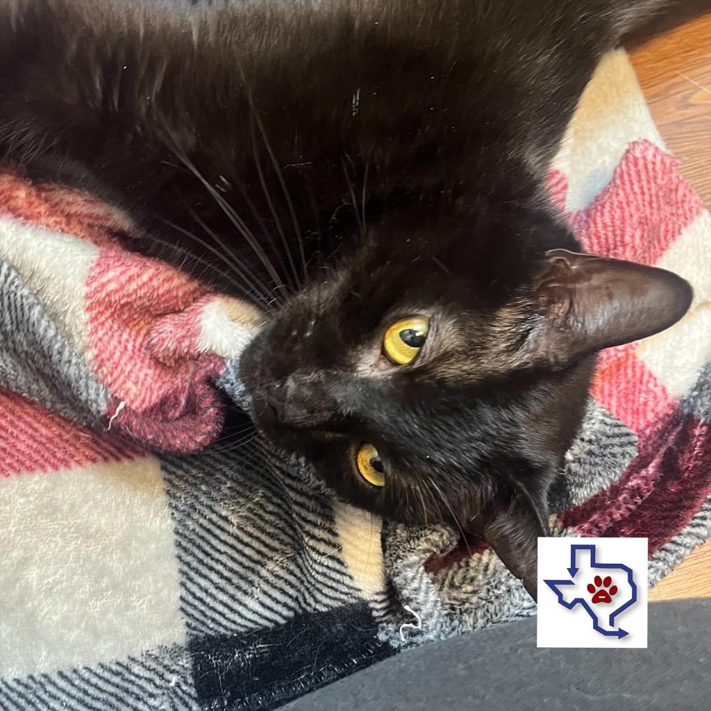 Stinky Pete, a Adoptable mixed breed in Houston, TX image 4/5