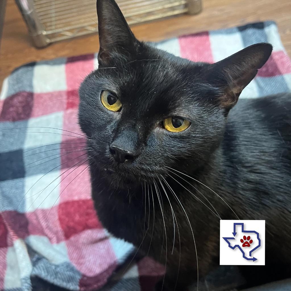 Stinky Pete, a Adoptable mixed breed in Houston, TX image 5/5