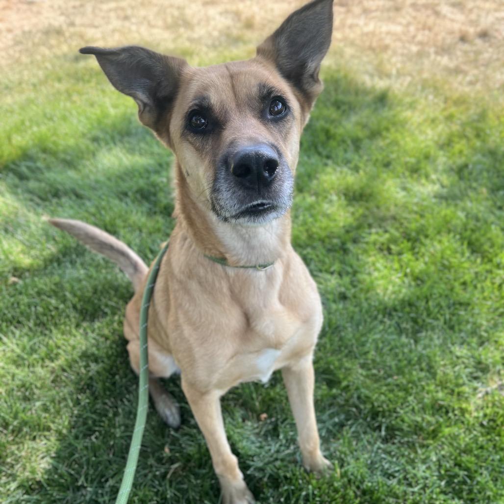 Zig, Adoptable, Adult Female Mixed Breed.