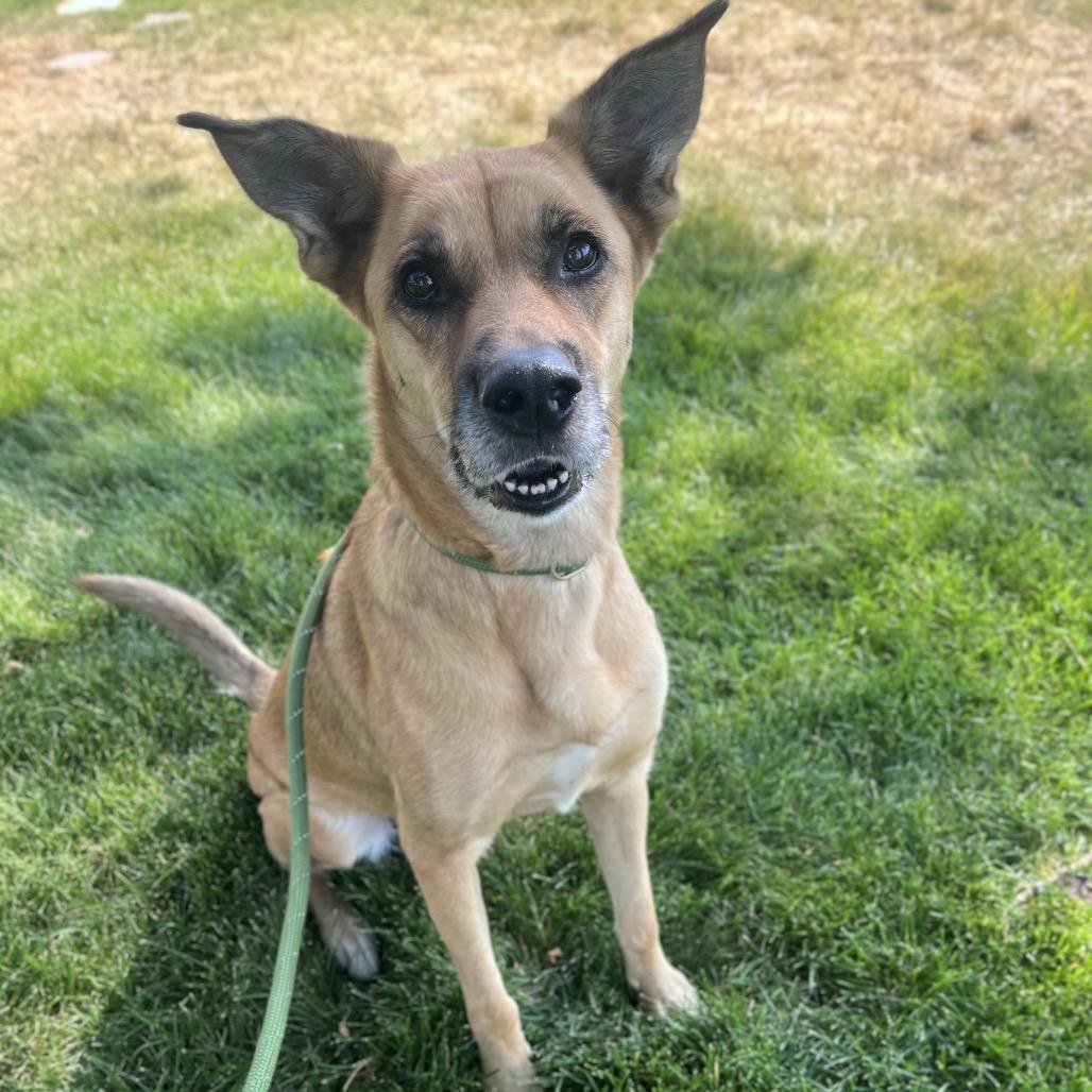 Zig, a Adoptable Mixed Breed in Spokane, WA image 2/2