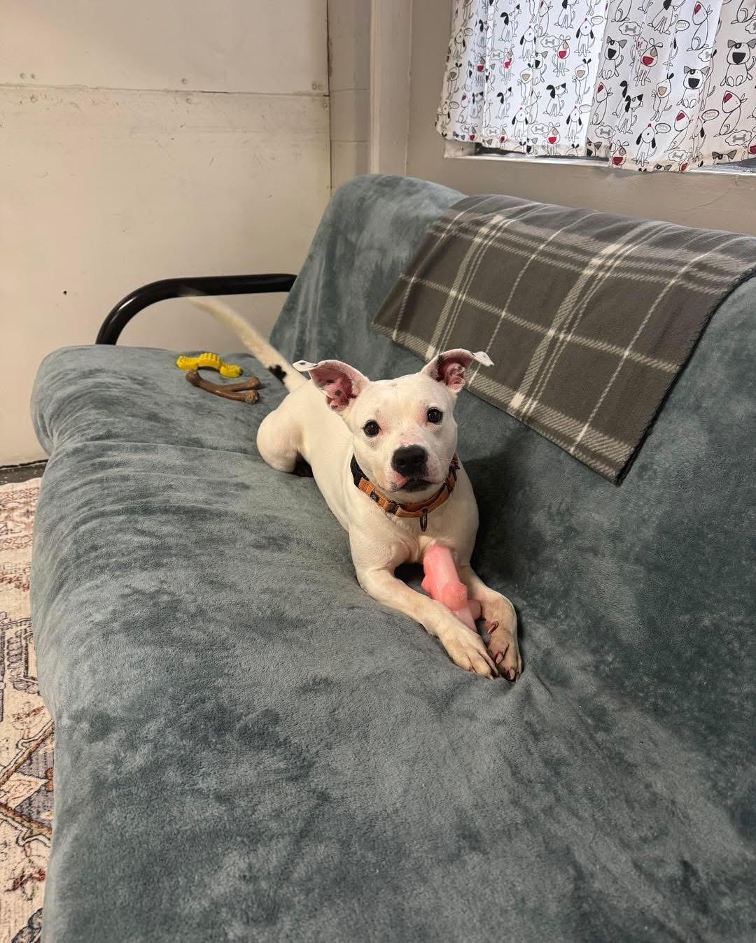 Ghost, a ADOPTABLE mixed breed in Youngstown, OH image 4/4