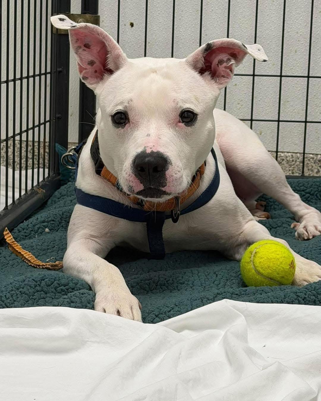 Ghost, a ADOPTABLE mixed breed in Youngstown, OH image 2/4