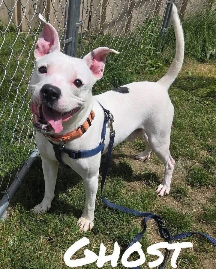 Ghost, ADOPTABLE, Adult Male Pit Bull Terrier.