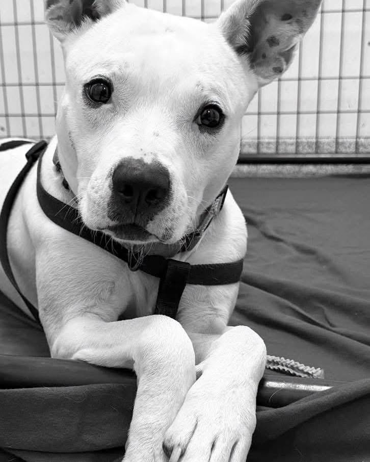 Ghost, a ADOPTABLE mixed breed in Youngstown, OH image 3/4