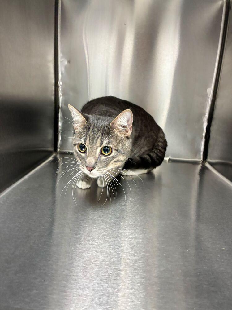 Mr Whiskers, Adoptable, Young Male Domestic Short Hair.