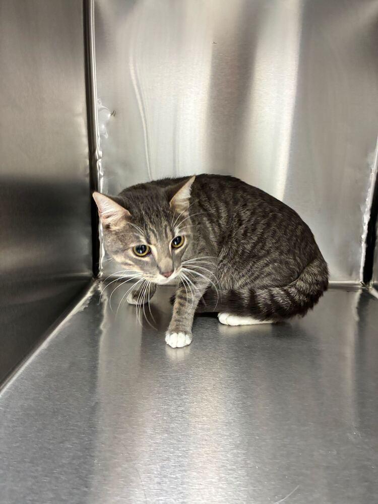 Enlarge Mr Whiskers, a Adoptable Domestic Short Hair in Marietta, GA image 2/2