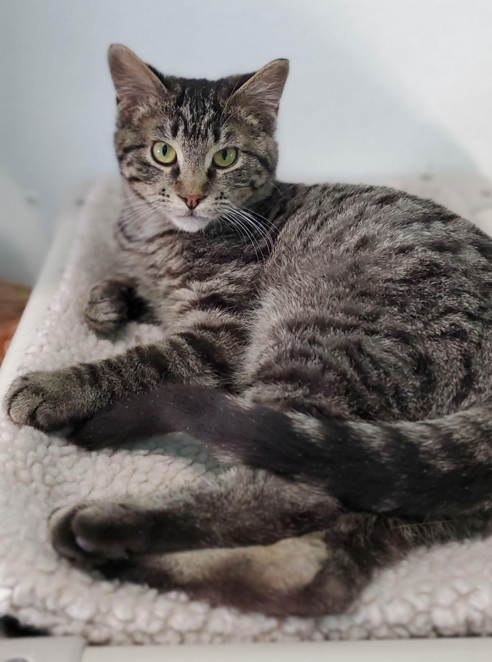 Hardee, a Adoptable Domestic Short Hair in Estherville, IA image 3/3