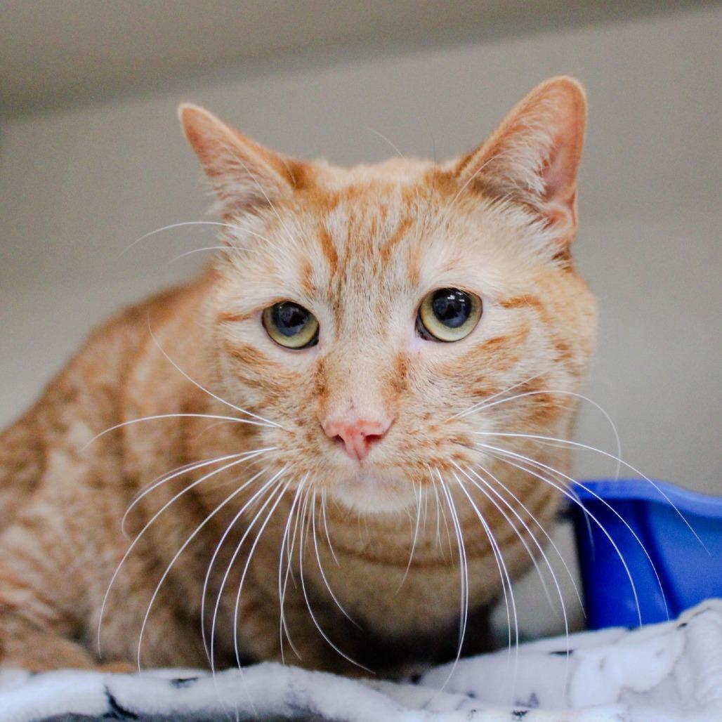 Tucker, Adoptable, Adult Male Domestic Short Hair.