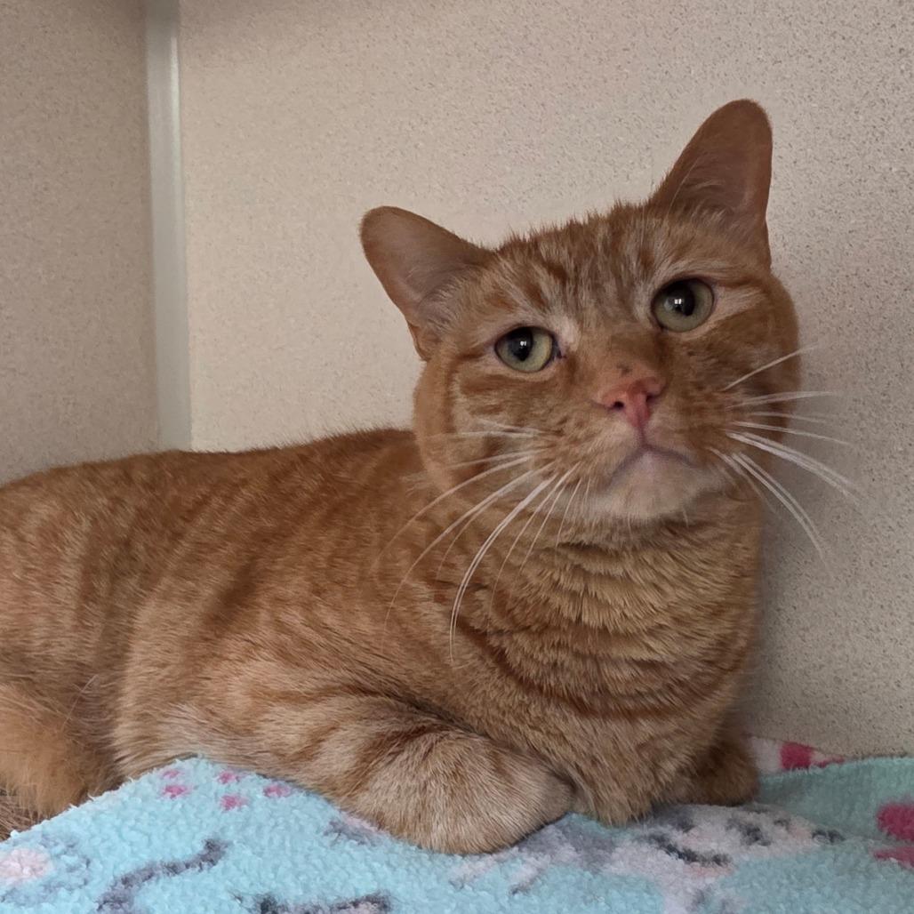Enlarge Tucker, a Adoptable Domestic Short Hair in Great Falls, MT image 1/2