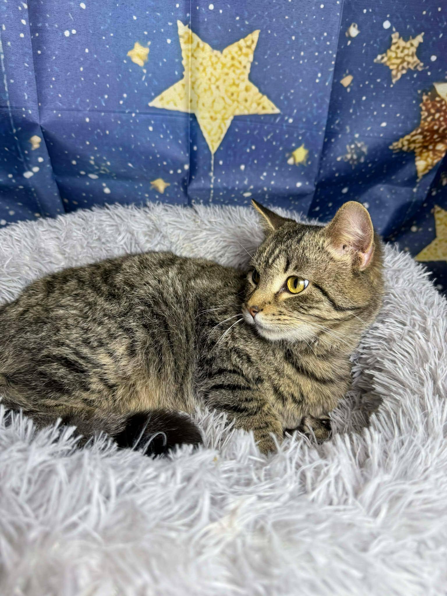 Daniel, an adoptable mixed breed in Greensburg, PA image 6/6