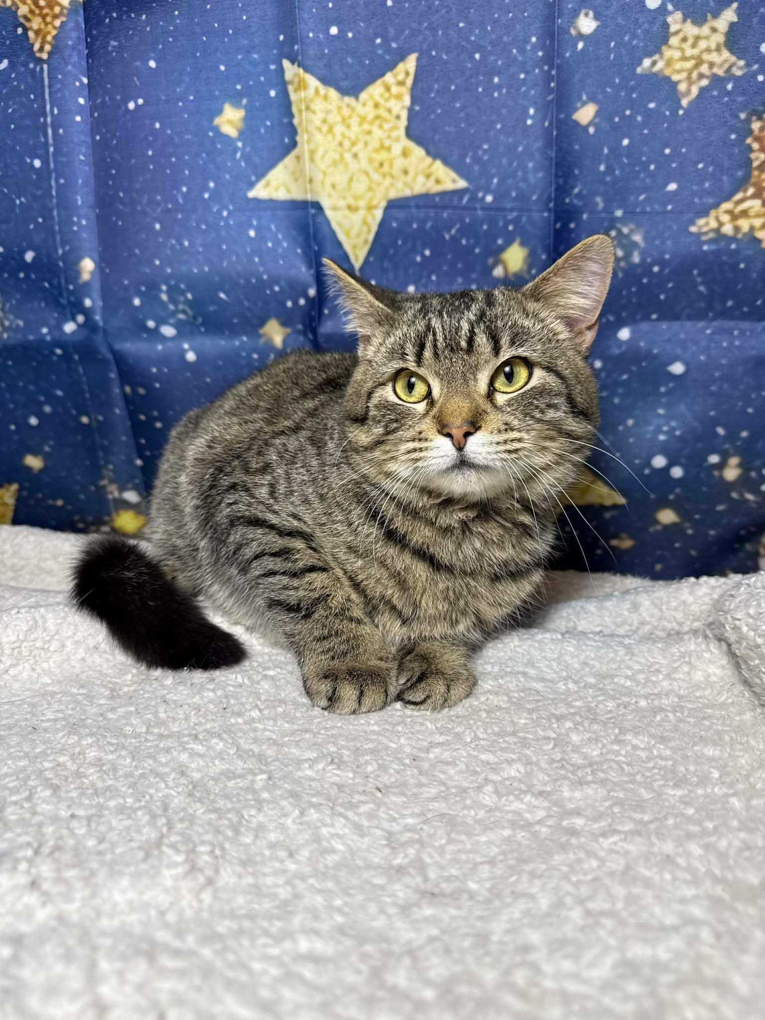 Daniel, an adoptable mixed breed in Greensburg, PA image 5/6