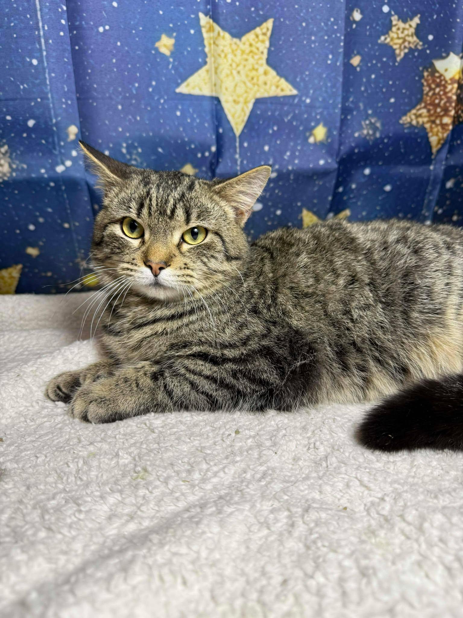 Daniel, an adoptable mixed breed in Greensburg, PA image 4/6