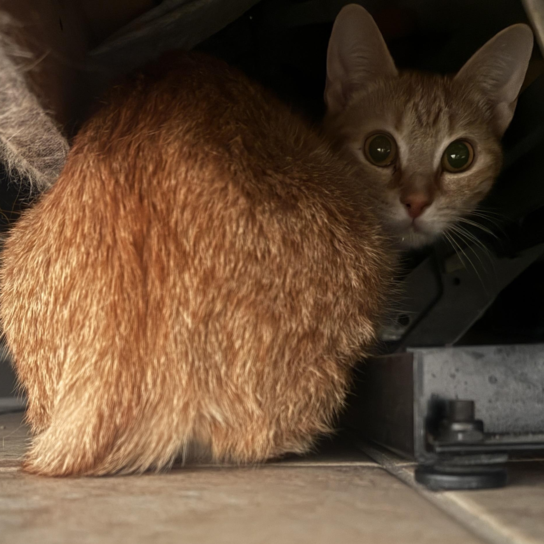 Enlarge Amber, an adopted Domestic Short Hair in Bayonne, NJ image 3/3
