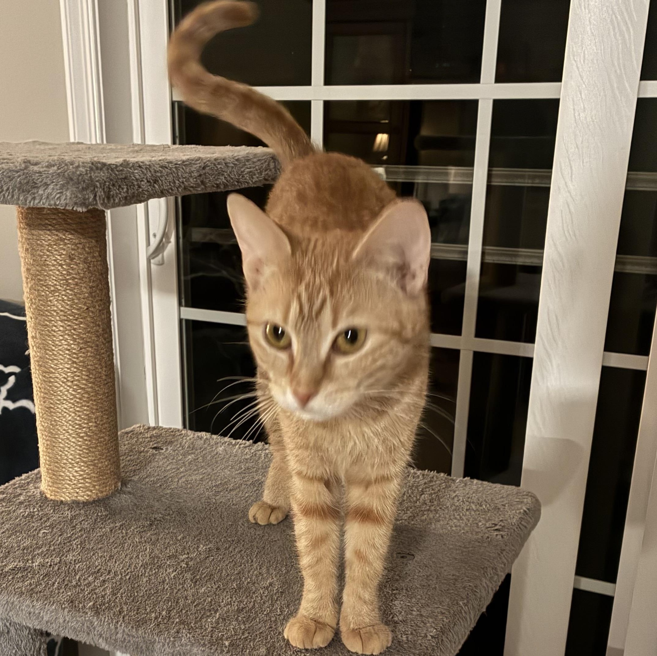 Enlarge Amber, an adopted Domestic Short Hair in Bayonne, NJ image 2/3