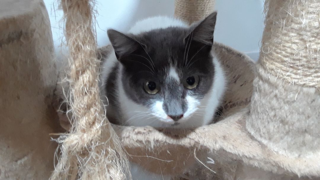 Cirra, a Adoptable Domestic Short Hair in Millerton, PA image 2/6