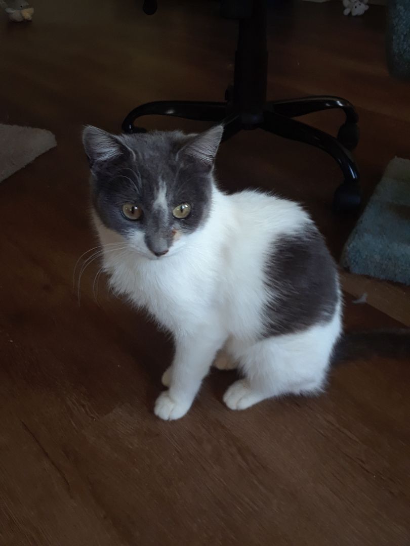 Cirra, a Adoptable Domestic Short Hair in Millerton, PA image 3/6