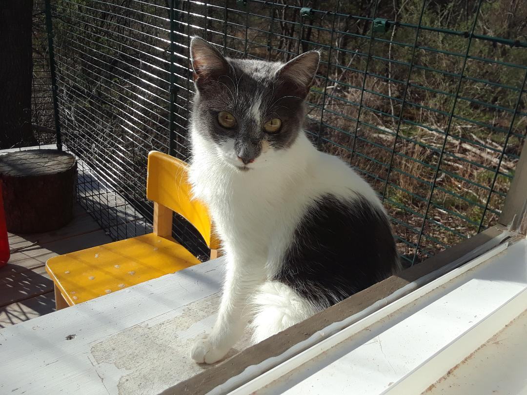 Cirra, a Adoptable Domestic Short Hair in Millerton, PA image 4/6