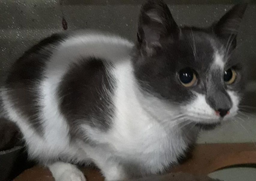 Cirra, a Adoptable Domestic Short Hair in Millerton, PA image 5/6