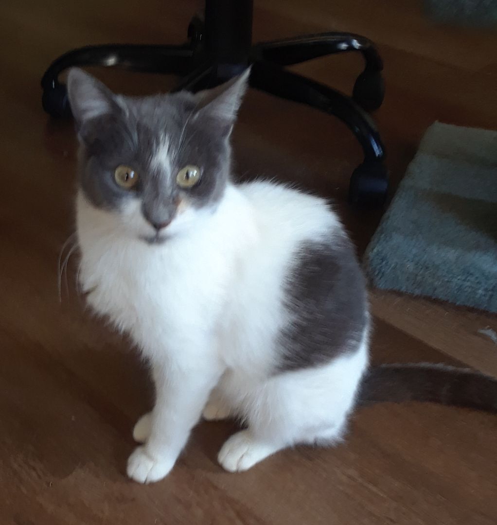 Cirra, Adoptable, Adult Female Domestic Short Hair.