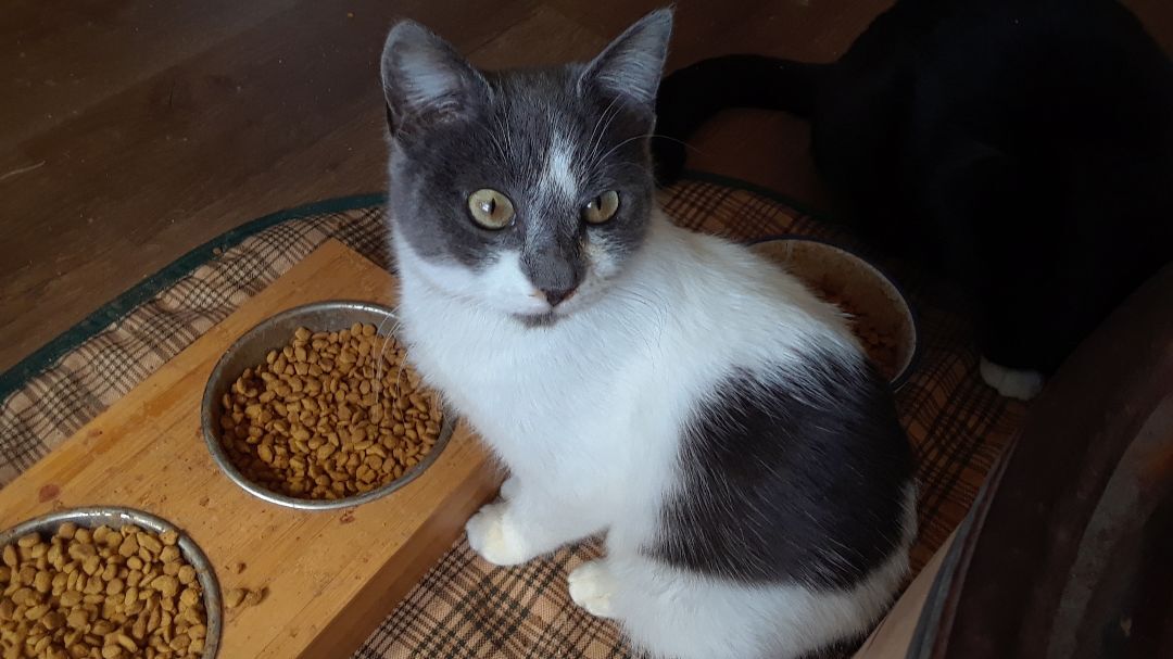 Cirra, a Adoptable Domestic Short Hair in Millerton, PA image 6/6